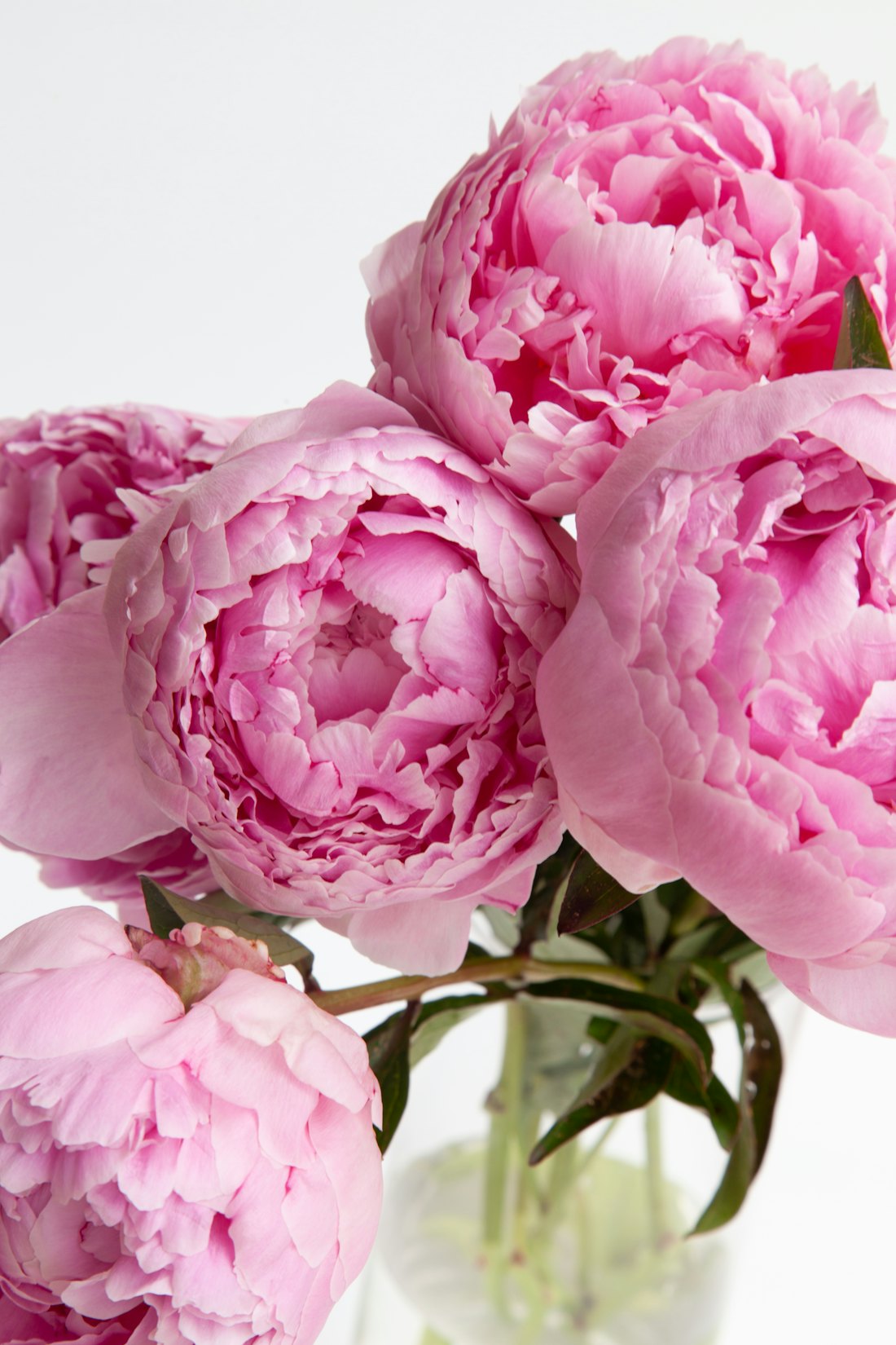 Pink peonies in a glass vase